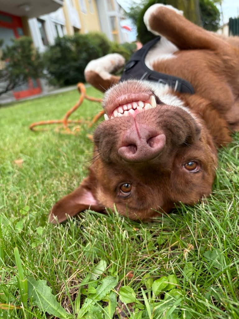 Choci - Chocolate Lab Mix
